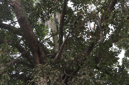 Gốc[-]dừa[-]nằm[-]trên[-]thân[-]đa,[-]thân[-]dừa[-]lấp[-]ló[-]giữa[-]các[-]tán[-]đa